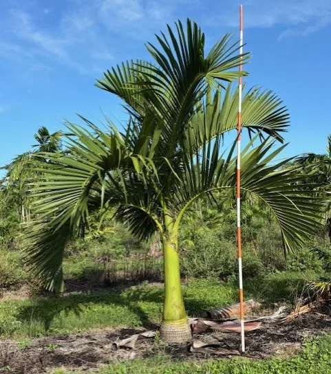 Premium Palms & Specimen Trees Across Florida and Beyond - Carpoxylon macrospermum