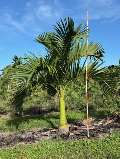 Carpoxylon macrospermum Cocos nucifera