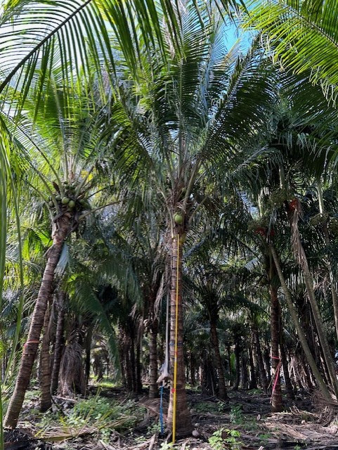 FIELD GROWN Cocos nuclfera