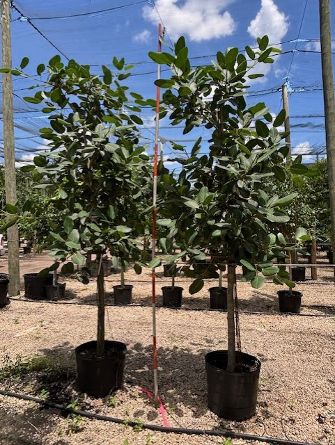 SHADE ACCLIMATED Ficus benghalensls