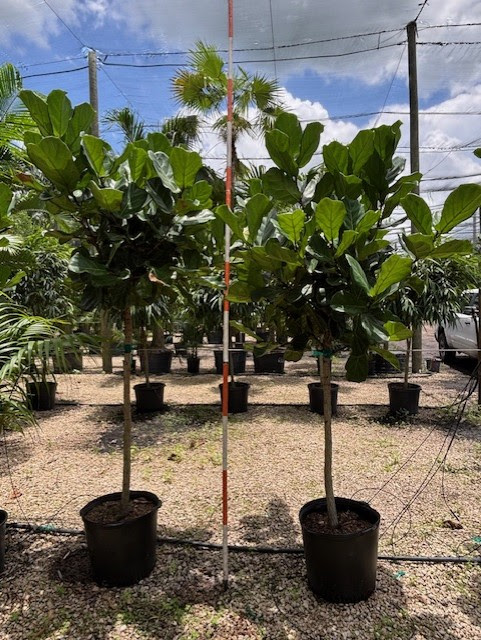 SHADE ACCLIMATED Ficus Lyrata