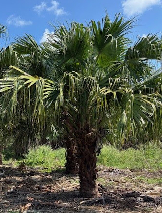 Livistonia chinensis Cocos nucifera