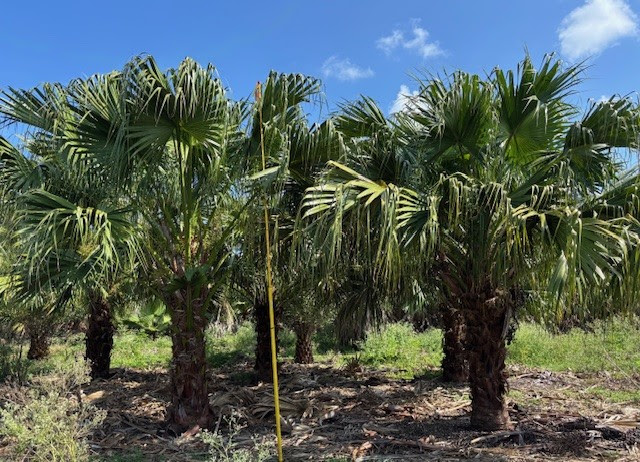 Field-Grown Landscape Palms - Livistonia chinensis