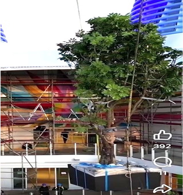 Shade-Acclimated Specimen Trees