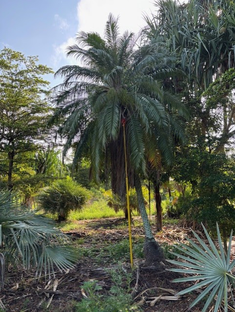 Phoenix roebelenii Cocos nucifera