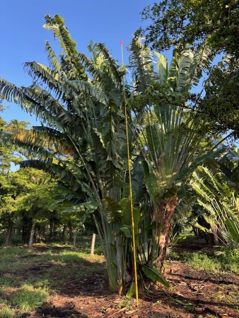 Ravenala madagascariensis Cocos nucifera
