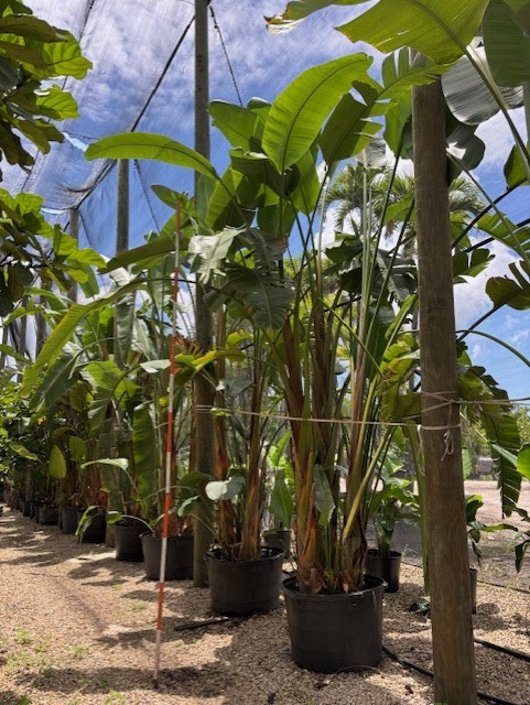 SHADE ACCLIMATED Strelltzla nlcolal