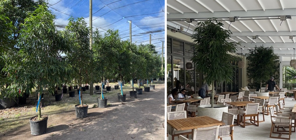 Shade-Acclimated Specimen Trees & Palms