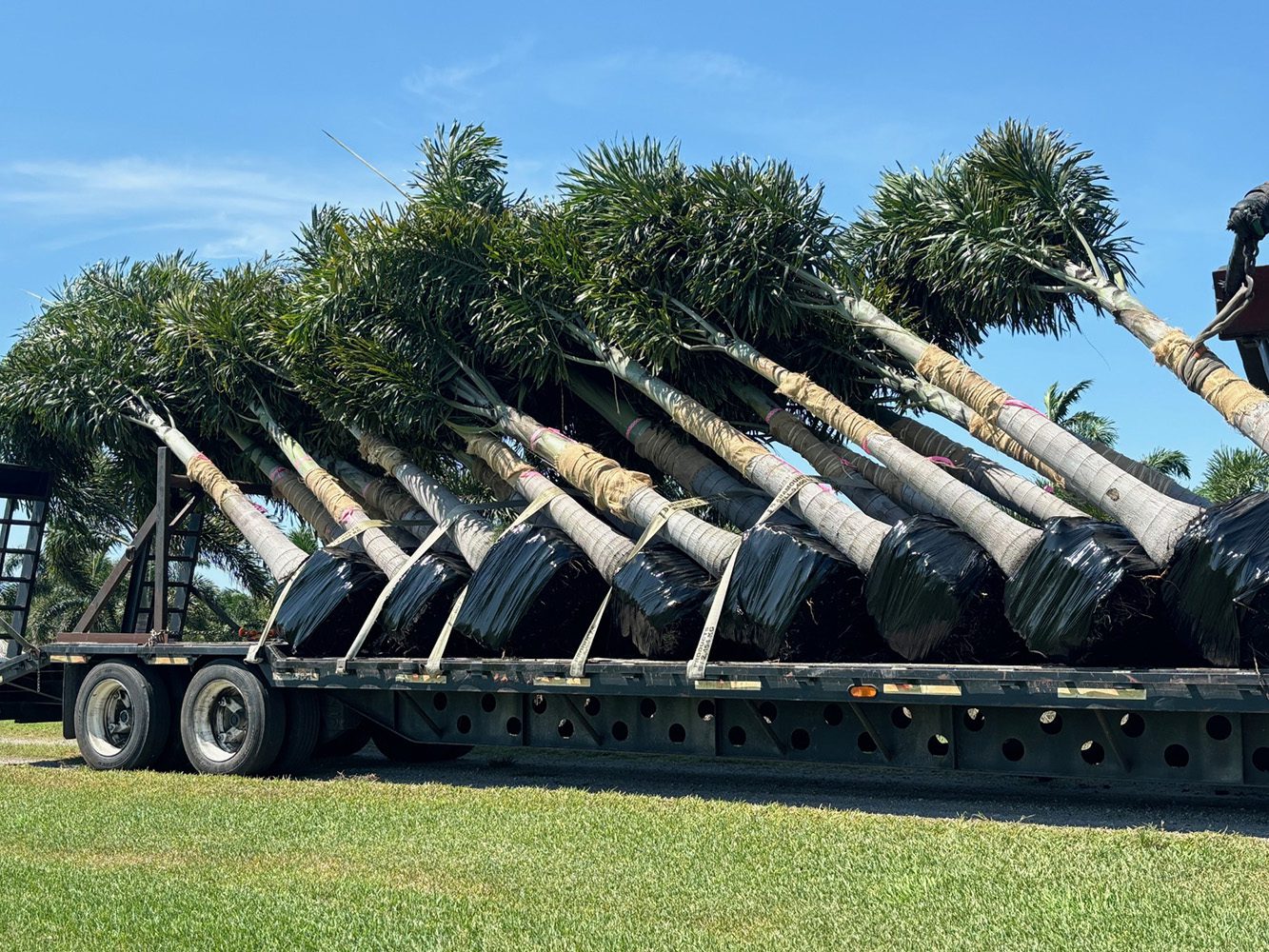 field-grown landscape palms
