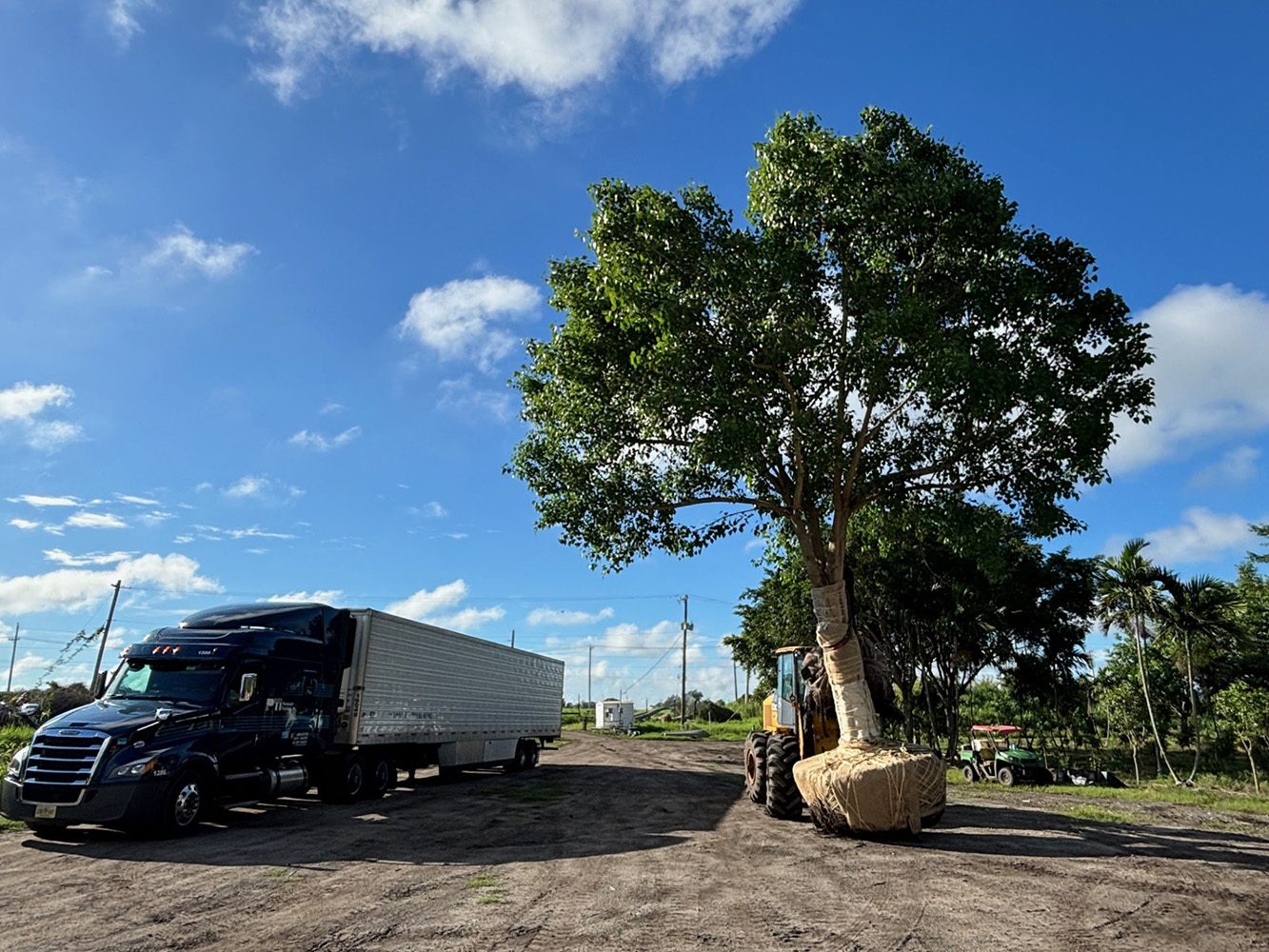 Premium Palms & Specimen Trees Across Florida and Beyond - Carpoxylon macrospermum