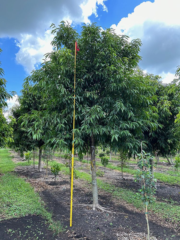 field-grown landscape palms