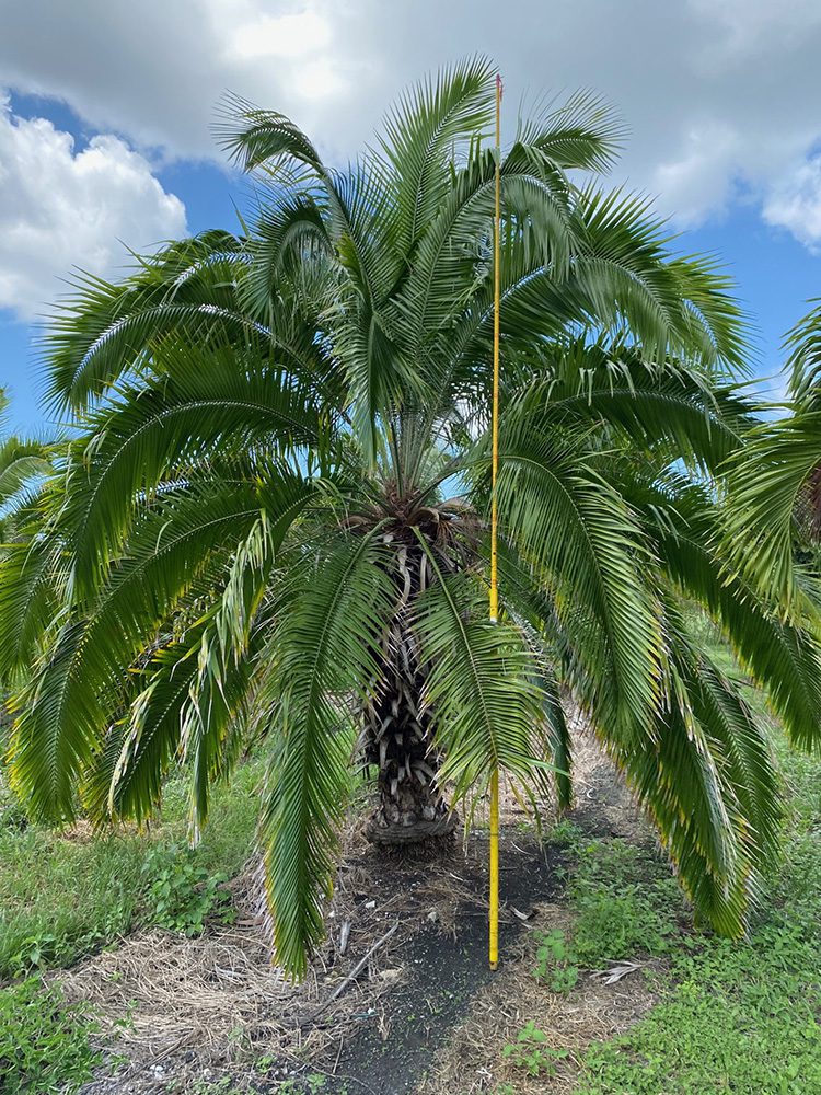 field-grown landscape palms