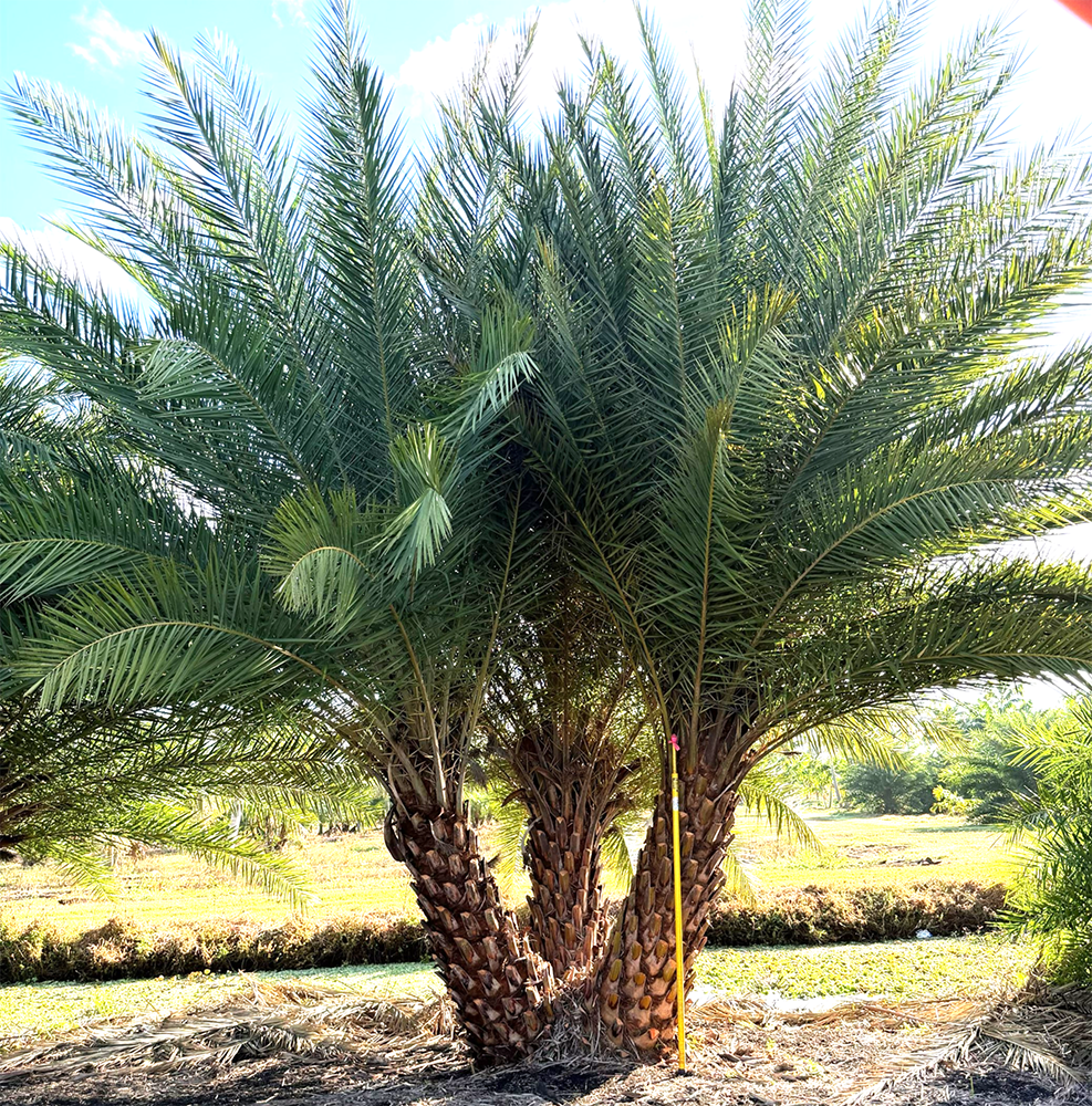 Large-Scale Palms & Trees - Carpoxylon macrospermum