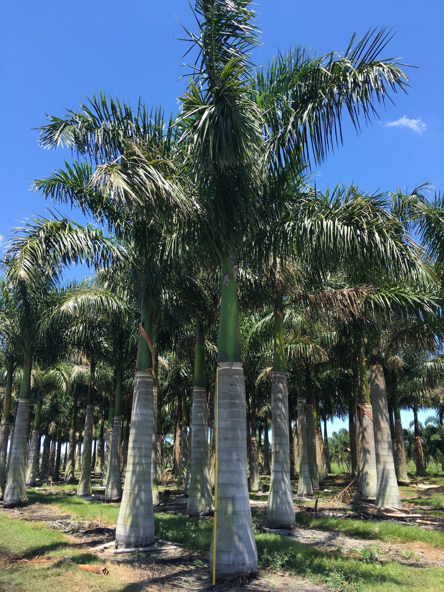 Field-Grown Palms
