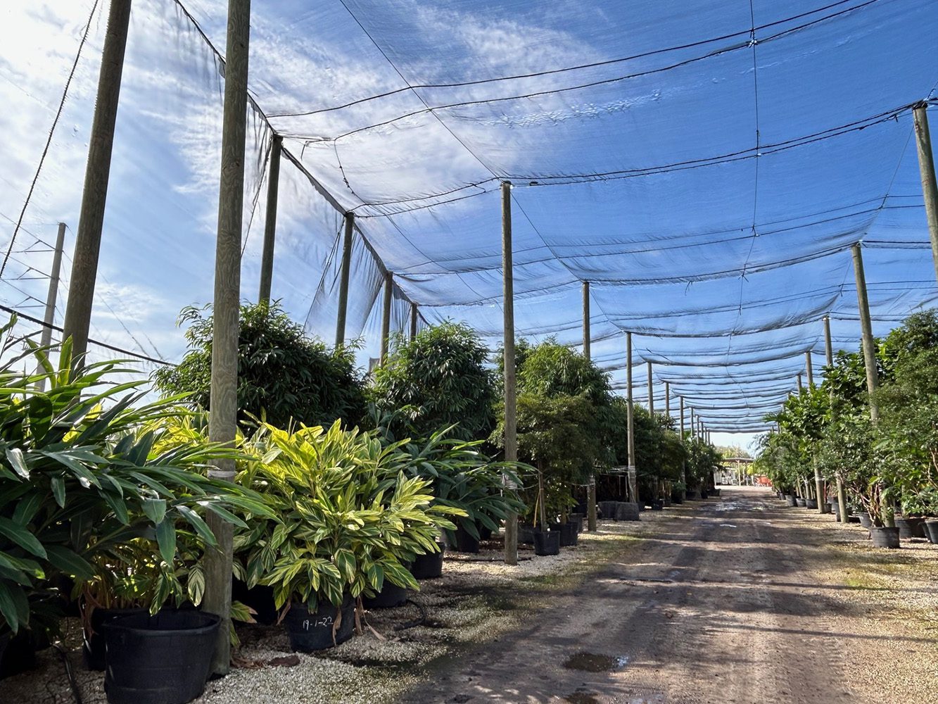 Shade Acclimated Interior Trees 1 Shade-Acclimated Specimen Trees
