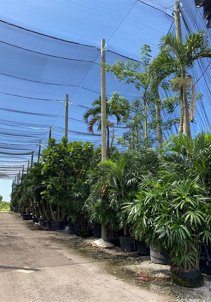 Shade Acclimated Interior Trees 2 Shade-Acclimated Specimen Trees,Shade Acclimated Trees