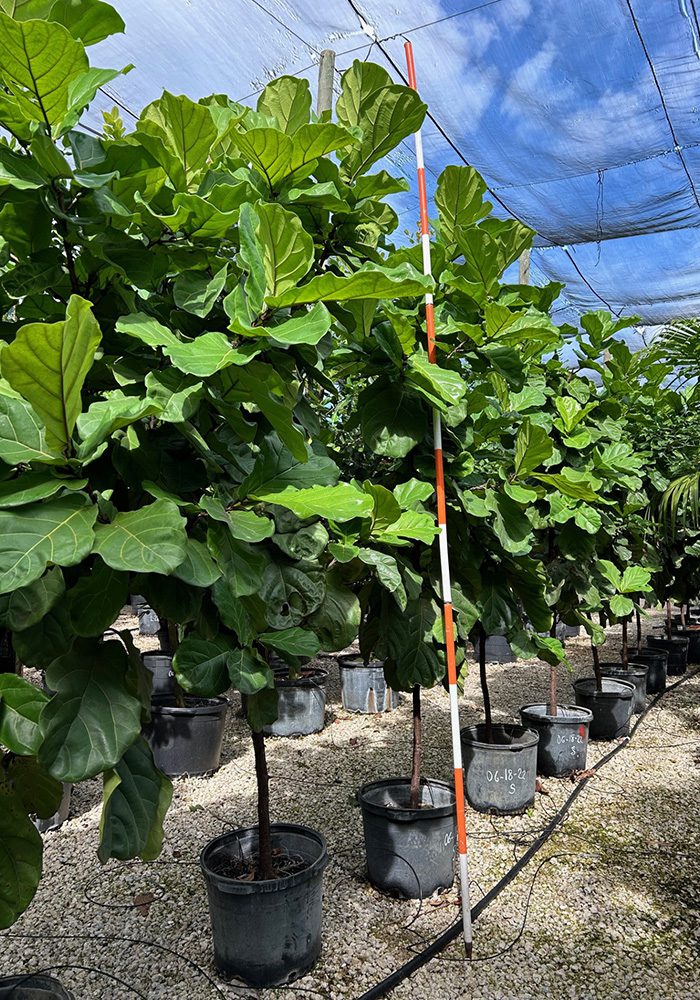 Shade Acclimated Interior Trees 5 Shade-Acclimated Specimen Trees,Shade Acclimated Trees