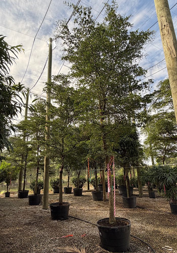 Shade Acclimated Interior Trees 7 Shade-Acclimated Specimen Trees,Shade Acclimated Trees