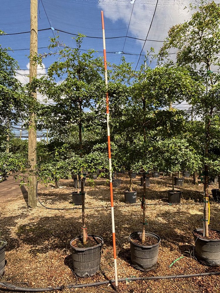 (favorite tree pic) 17in black olive shady lady SHADE ACCLIMATED Strelltzla nlcolal