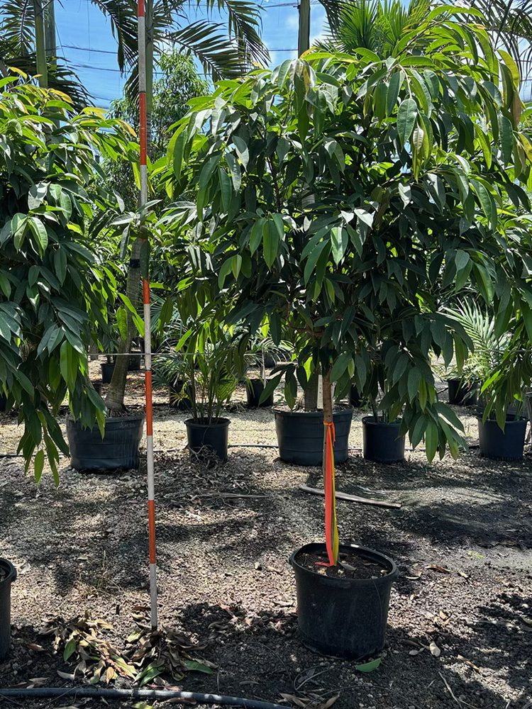 (favorite tree pic) 17in ficus amstel king SHADE ACCLIMATED Strelltzla nlcolal