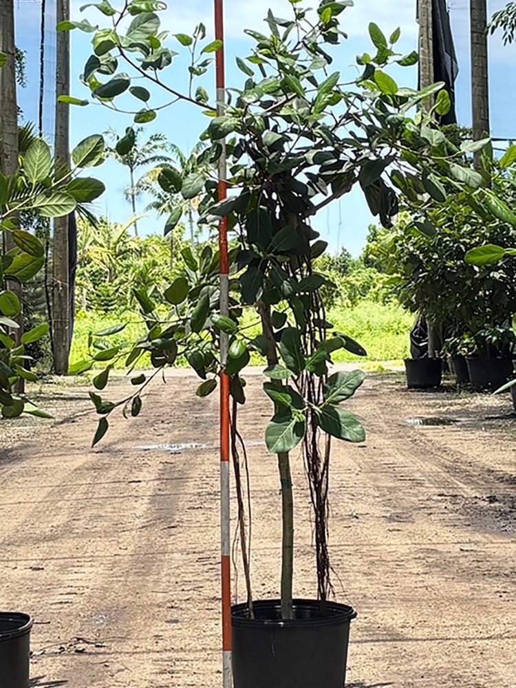 (favorite tree pic) 17in ficus audrey SHADE ACCLIMATED Ficus benghalensls