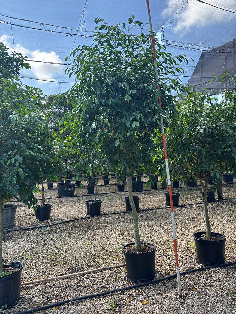 (favorite tree pic) 17in ficus benjamina SHADE ACCLIMATED Strelltzla nlcolal
