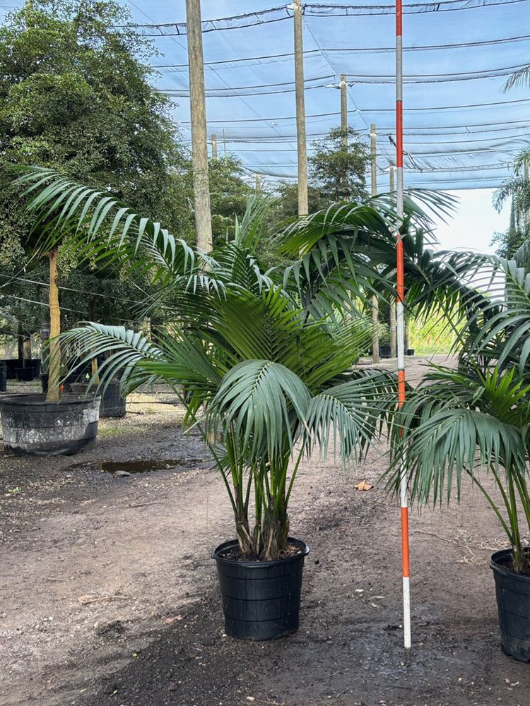 (favorite tree pic) 17in kentia palm SHADE ACCLIMATED Strelitzia nicolai