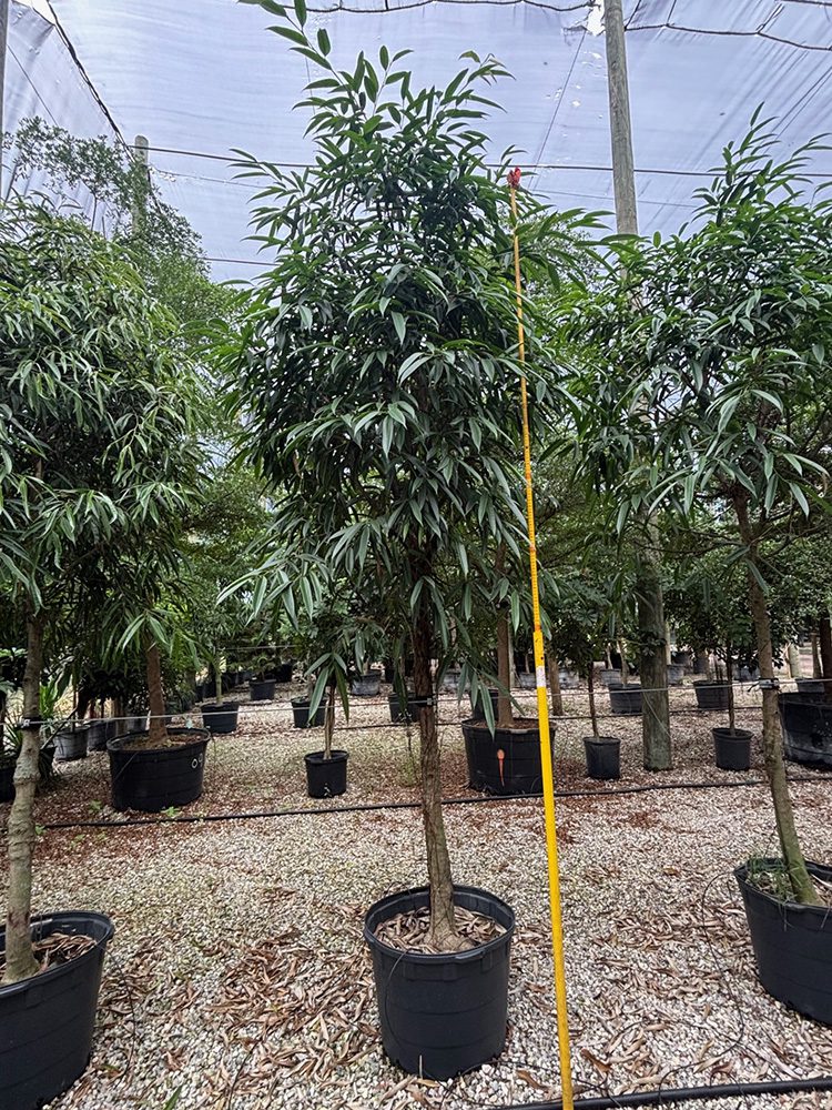 (favorite tree pic) 21in ficus alii SHADE ACCLIMATED Ficus Lyrata