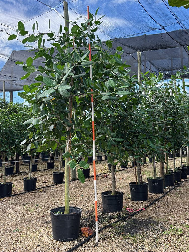 (favorite tree pic) 21in ficus audrey SHADE ACCLIMATED Strelltzla nlcolal