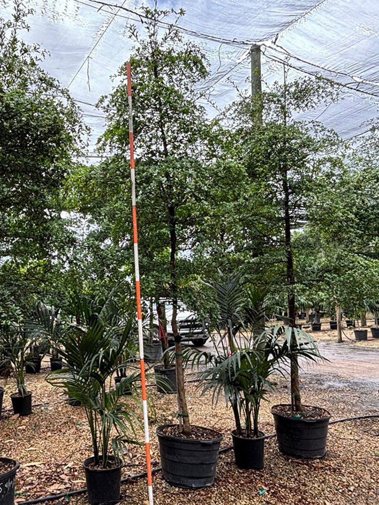 (favorite tree pic) 23in black olive shady lady_v2 SHADE ACCLIMATED Ficus Lyrata