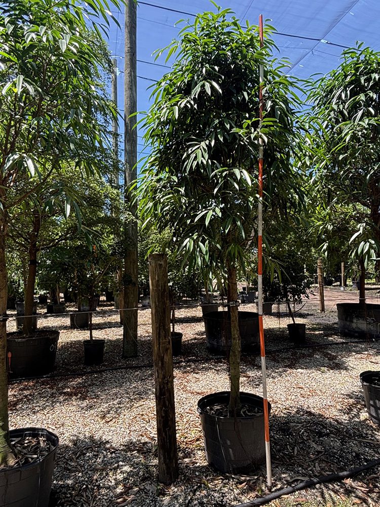 (favorite tree pic) 23in ficus alii 1 SHADE ACCLIMATED Strelitzia nicolai