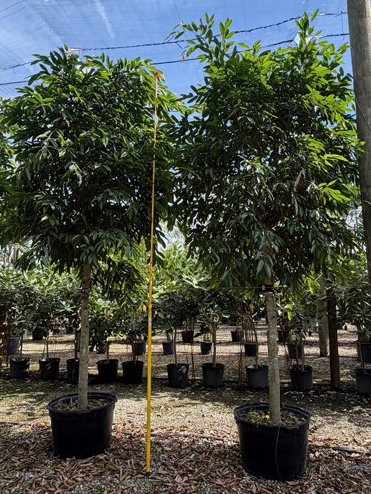 (favorite tree pic) 28in Amstel King SHADE ACCLIMATED Ficus Lyrata