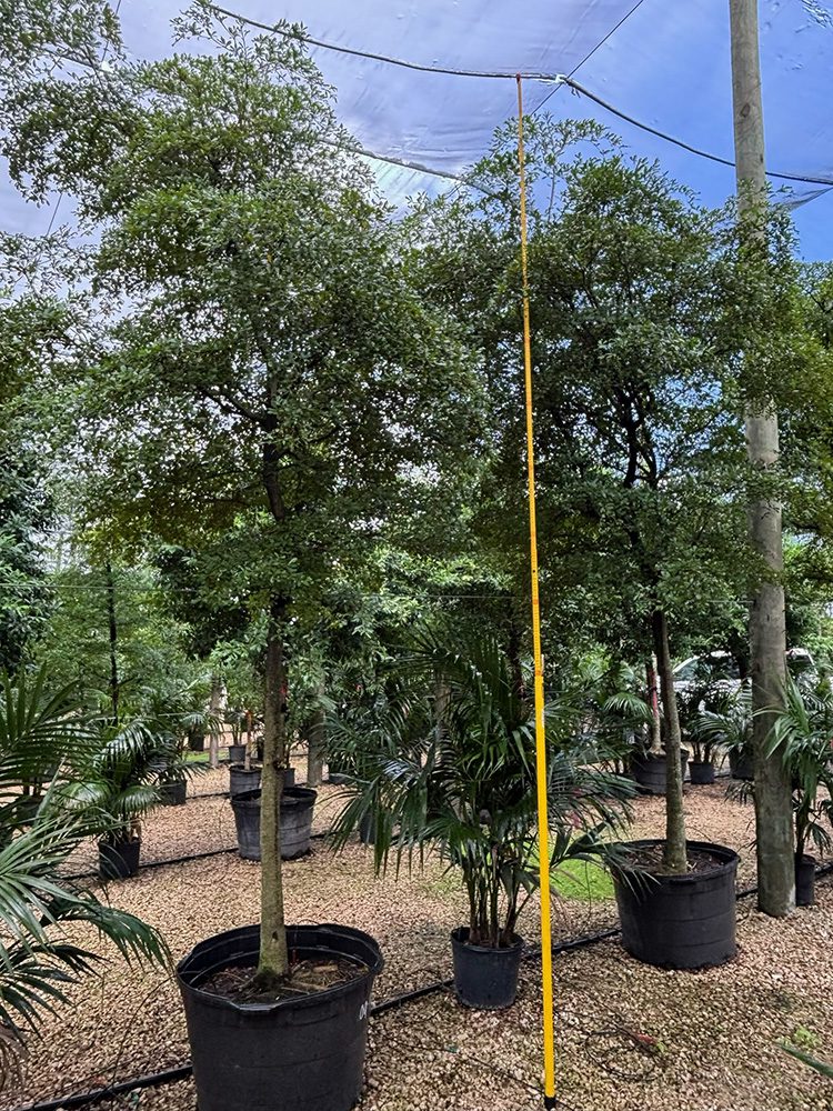 (favorite tree pic) 28in black olive shady lady SHADE ACCLIMATED Strelitzia nicolai