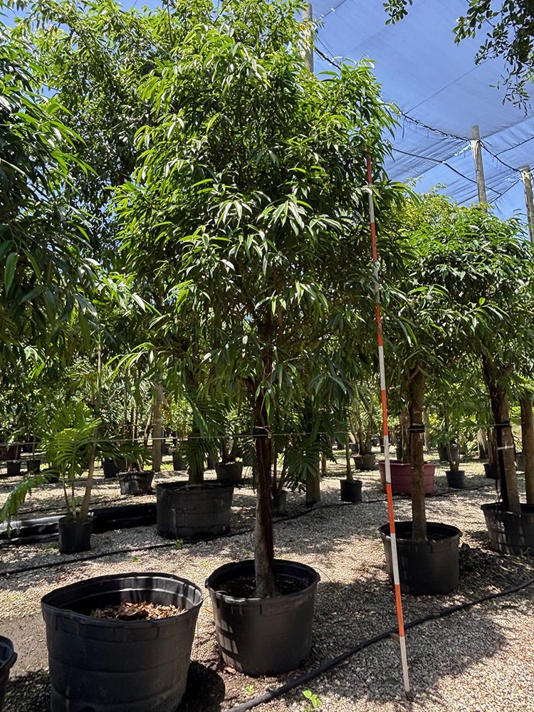 (favorite tree pic) 28in ficus alii SHADE ACCLIMATED Ficus Lyrata