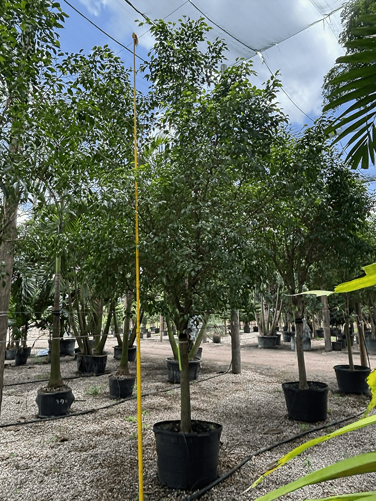 (favorite tree pic) 28in ficus benjamina SHADE ACCLIMATED Ficus benghalensls