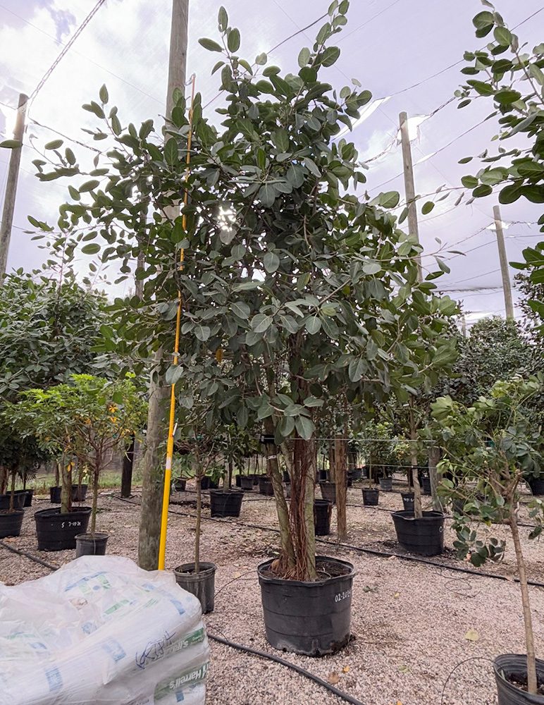 (favorite tree pic) 32in ficus audrey SHADE ACCLIMATED Ficus Lyrata