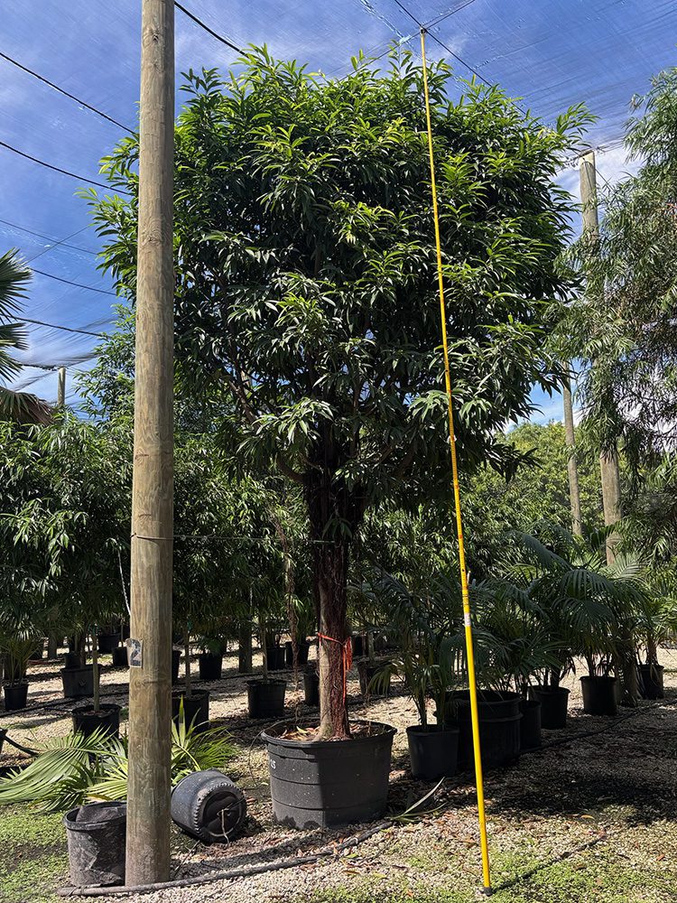 (favorite tree pic) 36in ficus alii 1 SHADE ACCLIMATED Ficus benghalensls