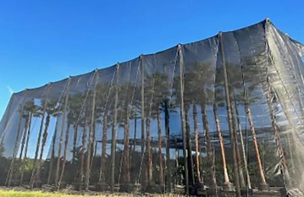 Palms,Pahokee Palms,Pahokee Growers,Specimen Trees & Field-Grown Palms,Speciman Trees,Field Grown Trees