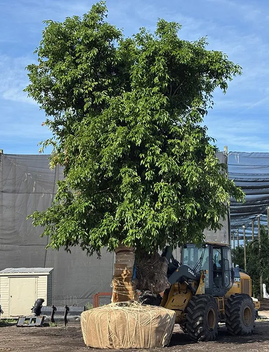 Palms,Pahokee Palms,Pahokee Growers,Specimen Trees & Field-Grown Palms,Speciman Trees,Field Grown Trees