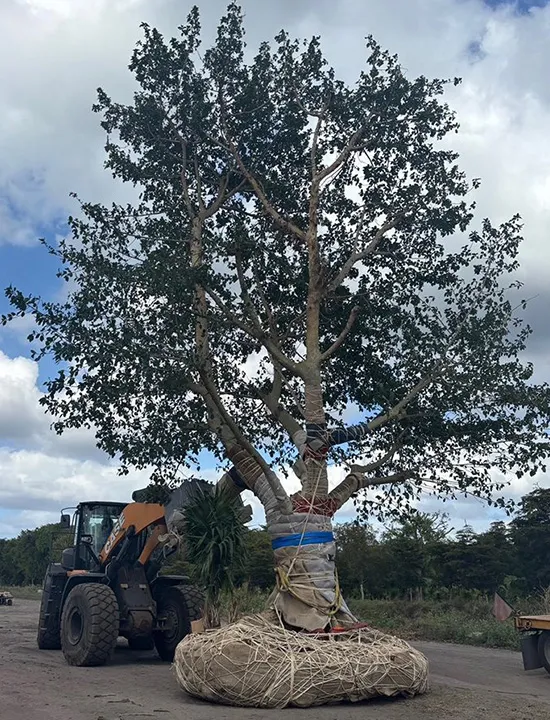 Palms,Pahokee Palms,Pahokee Growers,Specimen Trees & Field-Grown Palms,Speciman Trees,Field Grown Trees