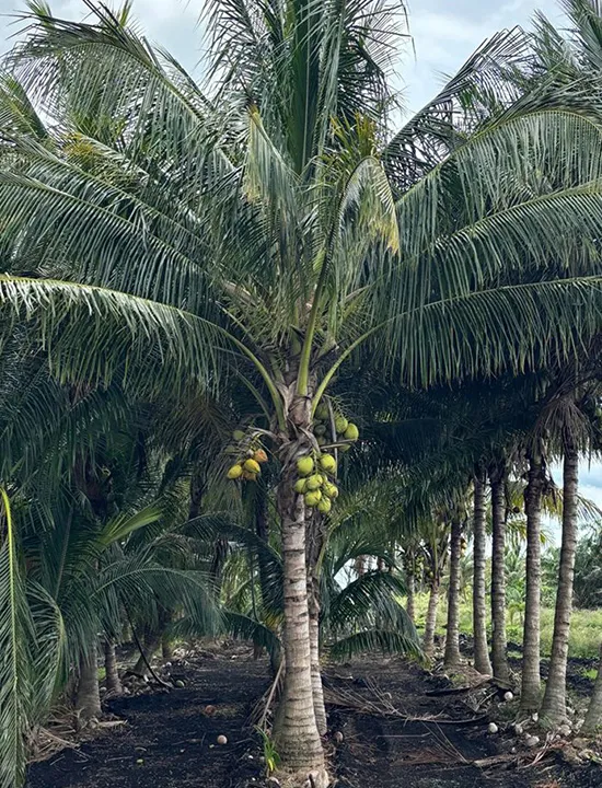 Palms,Pahokee Palms,Pahokee Growers,Specimen Trees & Field-Grown Palms,Speciman Trees,Field Grown Trees