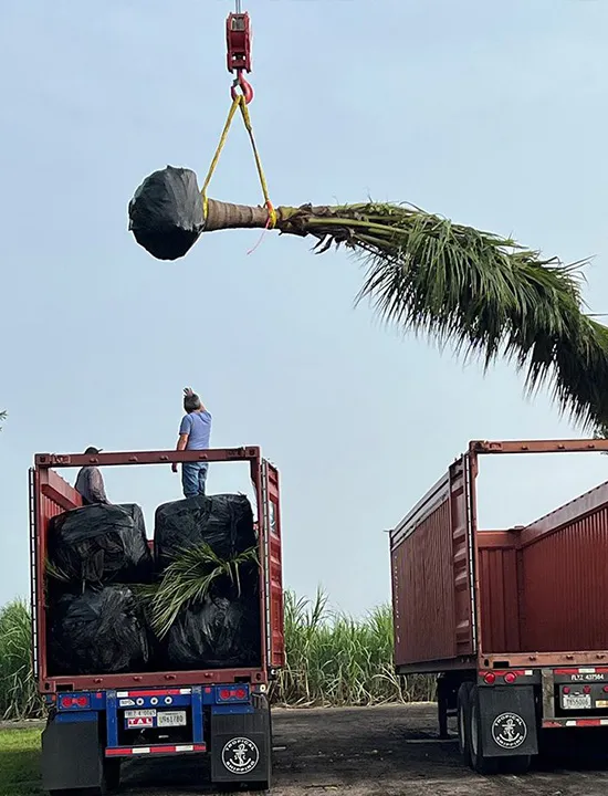 Palms,Pahokee Palms,Pahokee Growers,Specimen Trees & Field-Grown Palms,Speciman Trees,Field Grown Trees