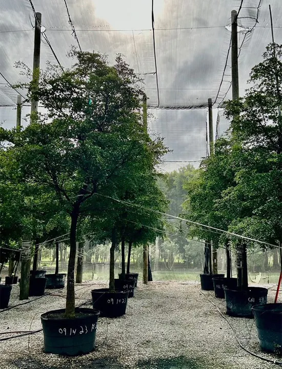 Palms,Pahokee Palms,Pahokee Growers,Specimen Trees & Field-Grown Palms,Speciman Trees,Field Grown Trees