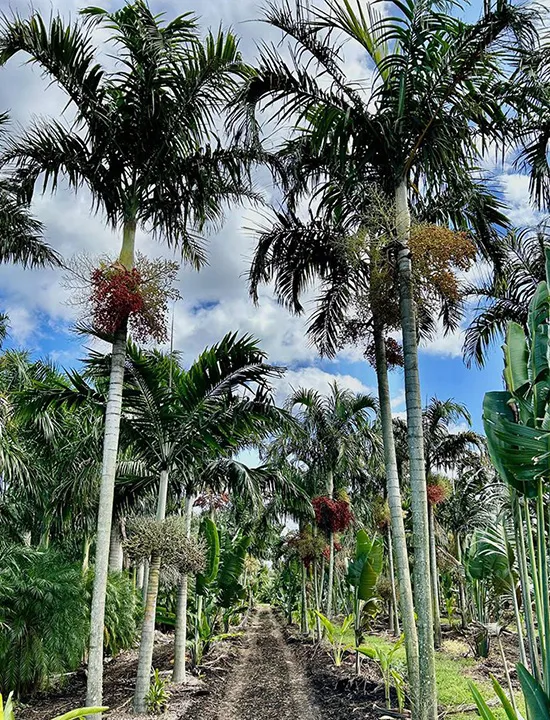 Palms,Pahokee Palms,Pahokee Growers,Specimen Trees & Field-Grown Palms,Speciman Trees,Field Grown Trees