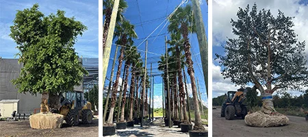 Palms,Pahokee Palms,Pahokee Growers,Specimen Trees & Field-Grown Palms,Speciman Trees,Field Grown Trees