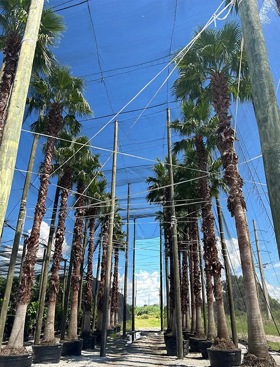 Palms,Pahokee Palms,Pahokee Growers,Specimen Trees & Field-Grown Palms,Speciman Trees,Field Grown Trees